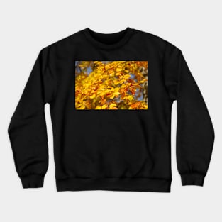 Autumn leaves, leaf color, beech, tree Crewneck Sweatshirt